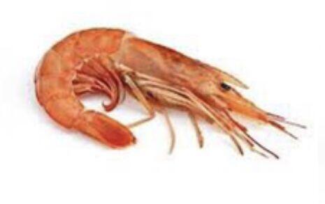 0.5LB Shrimp (Head On)