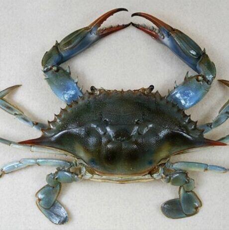 0.5LB Blue Crab
