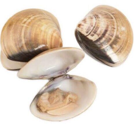 1LB Clams