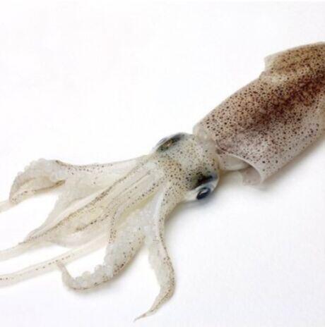 1LB Calamari