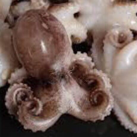 1LB Baby Octopus