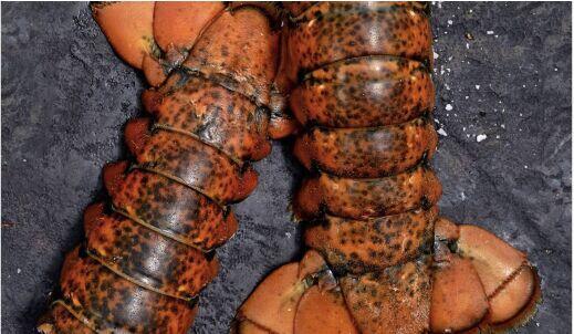 1LB Lobster Tail